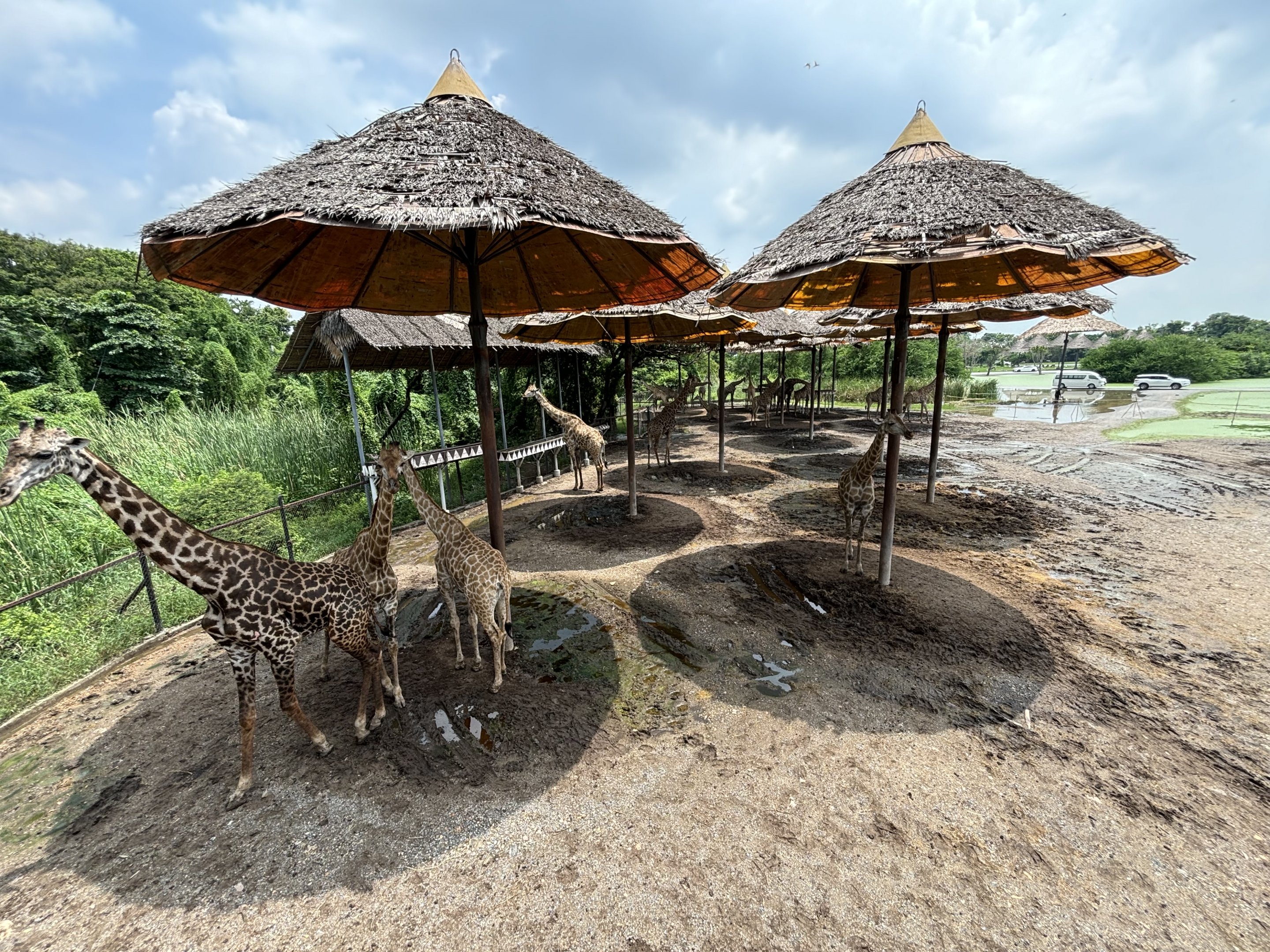 40+ on-show Giraffes