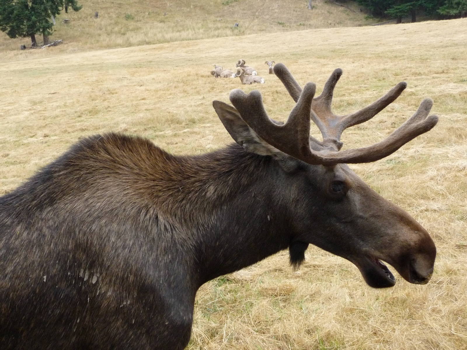 435-Acre Enclosure - Bighorn Sheep + Moose