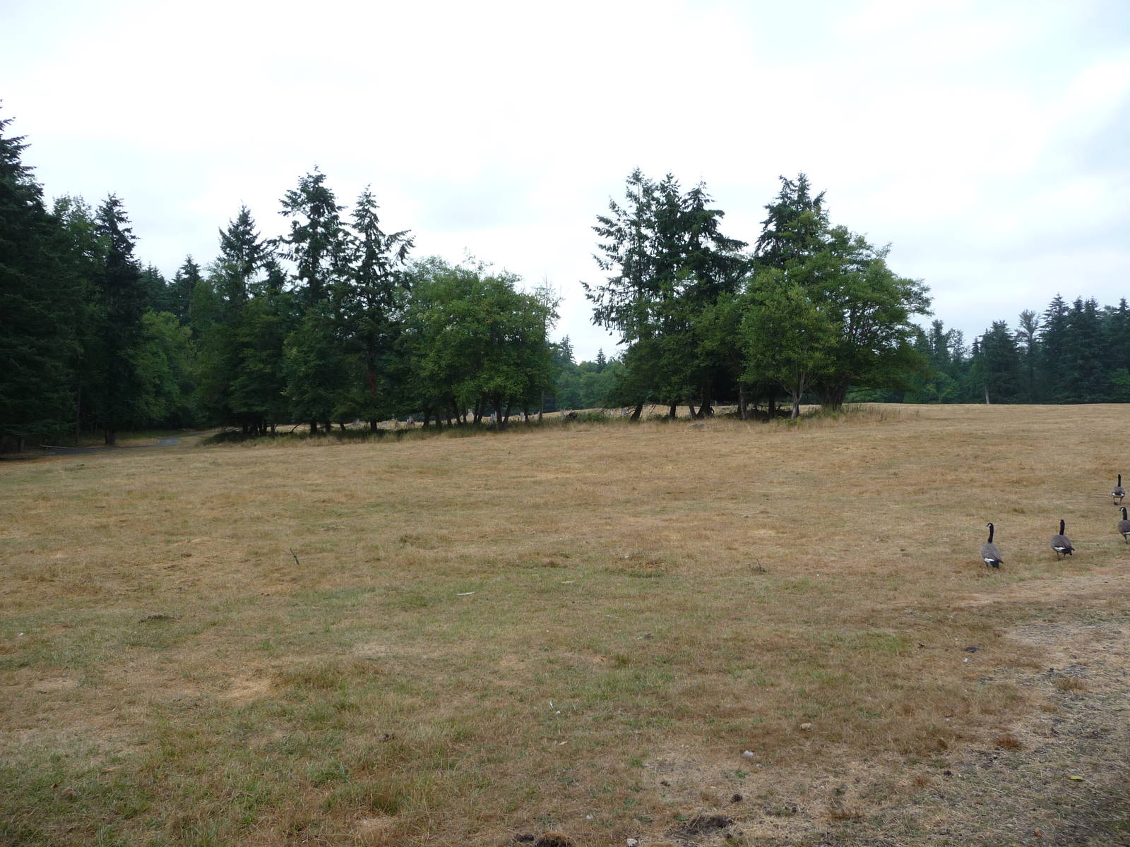 435-Acre Enclosure - Canadian Geese