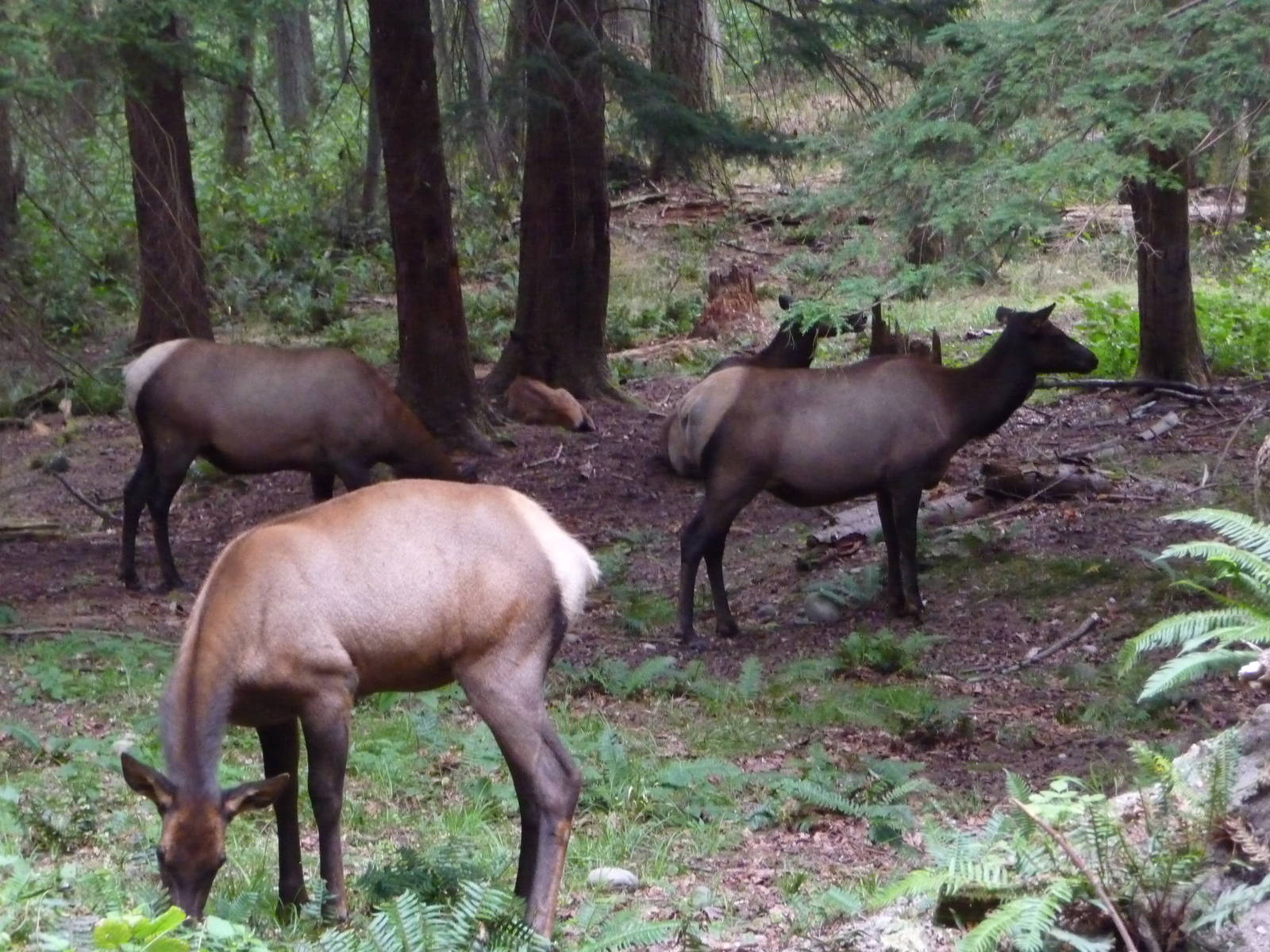 435-Acre Enclosure - Roosevelt Elk