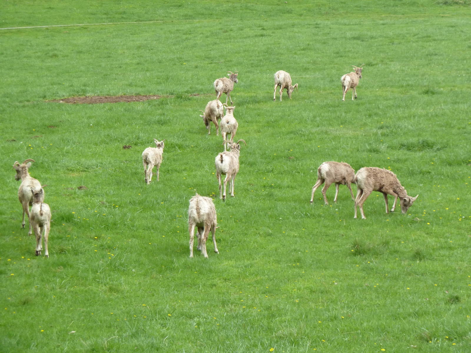 435-Acre Enclosure - Tram Tour