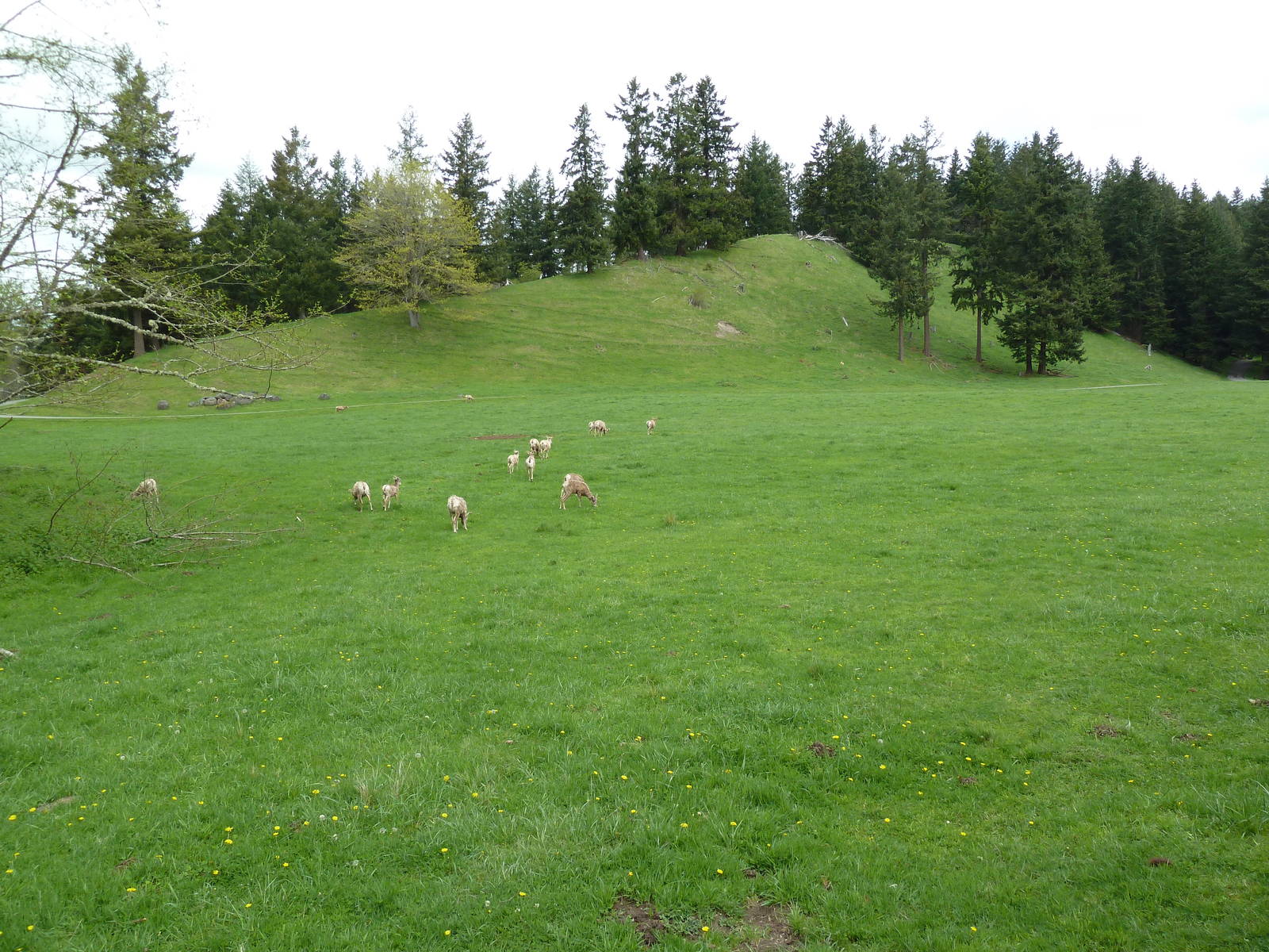 435-Acre Enclosure - Tram Tour