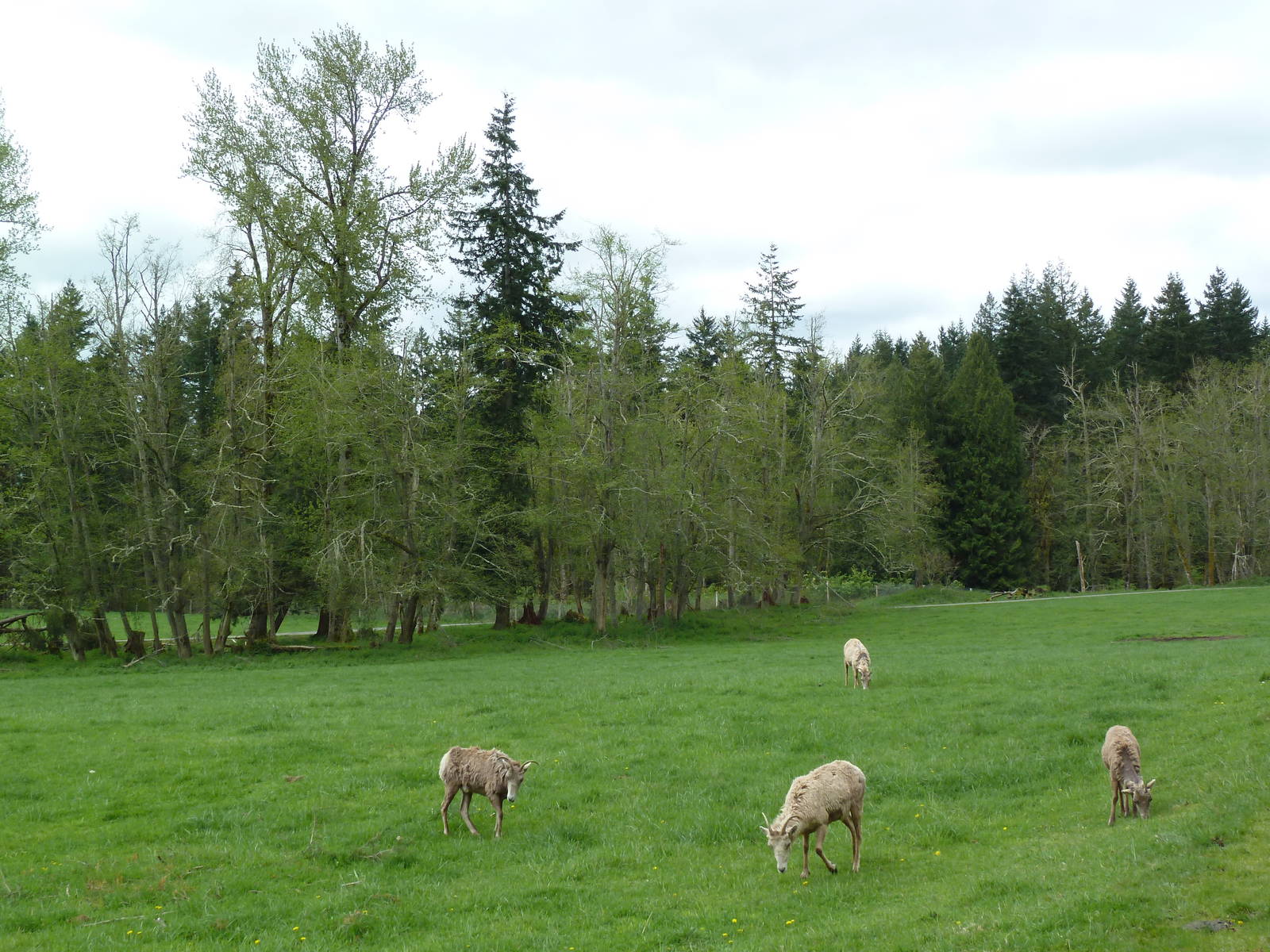 435-Acre Enclosure - Tram Tour