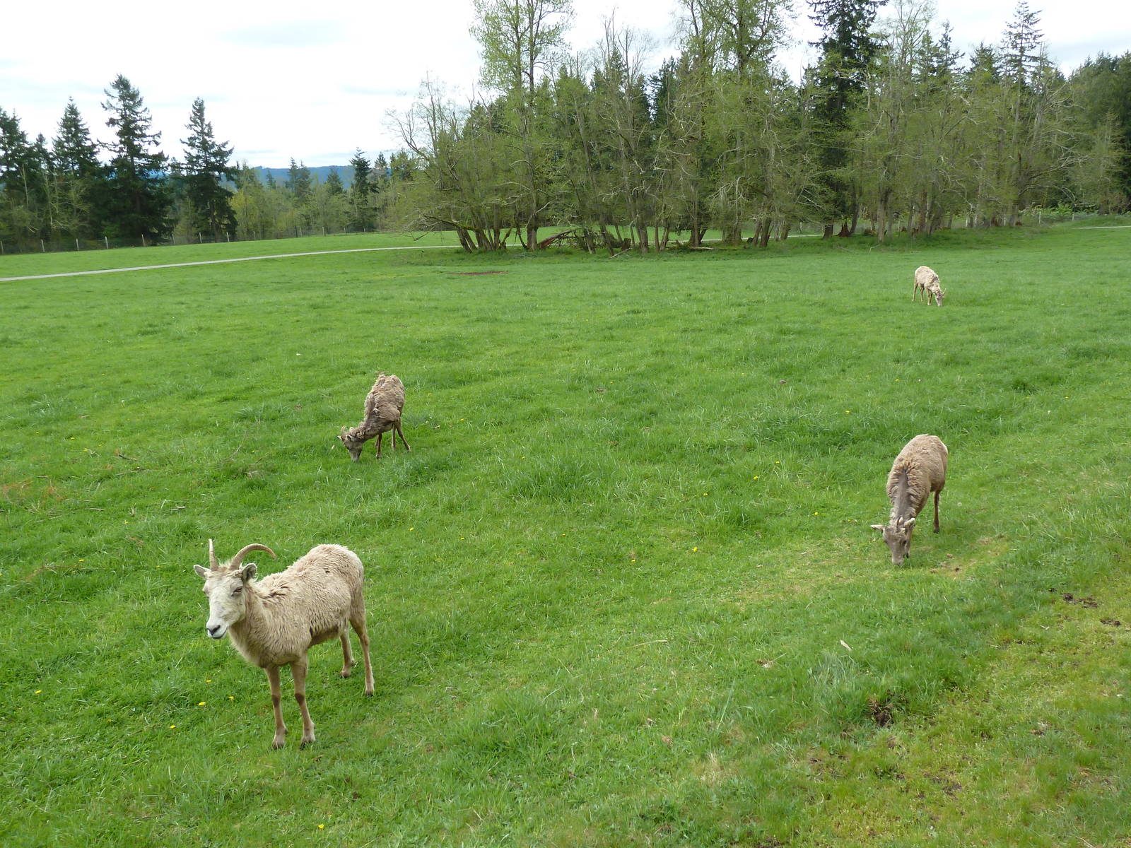 435-Acre Enclosure - Tram Tour