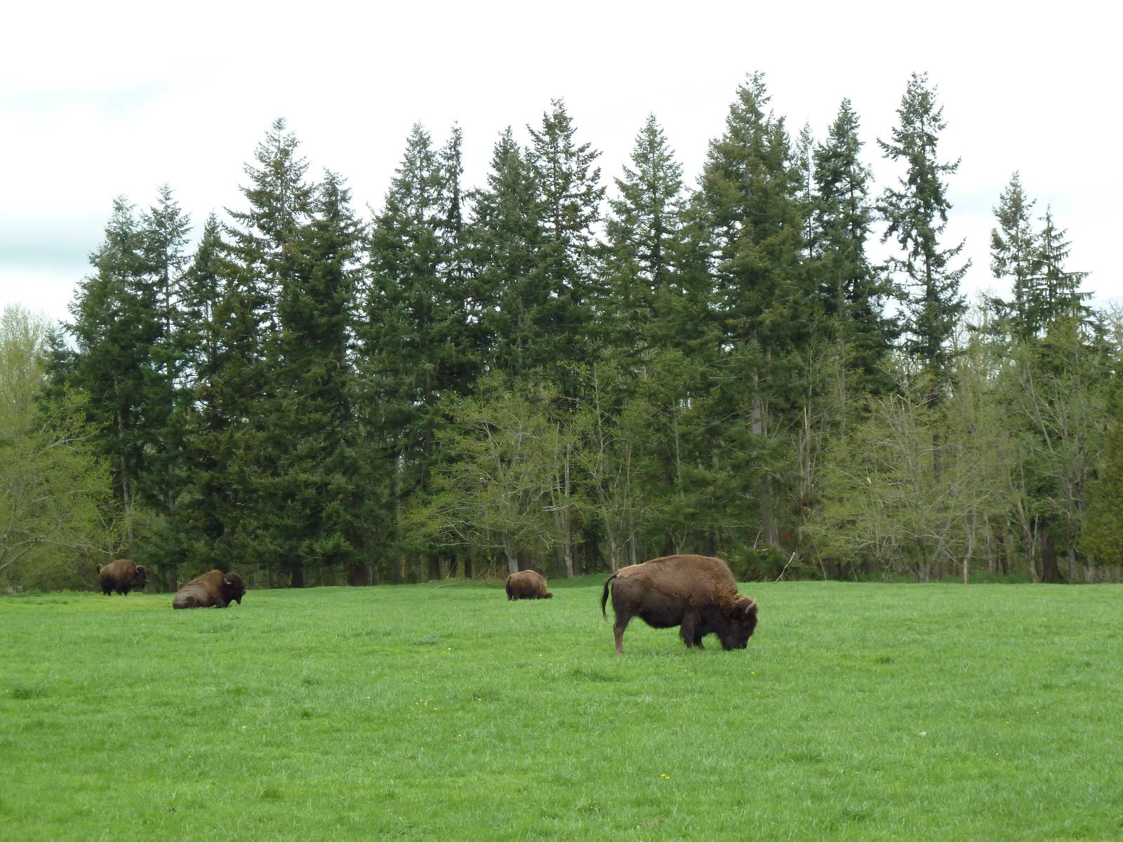 435-Acre Enclosure - Tram Tour