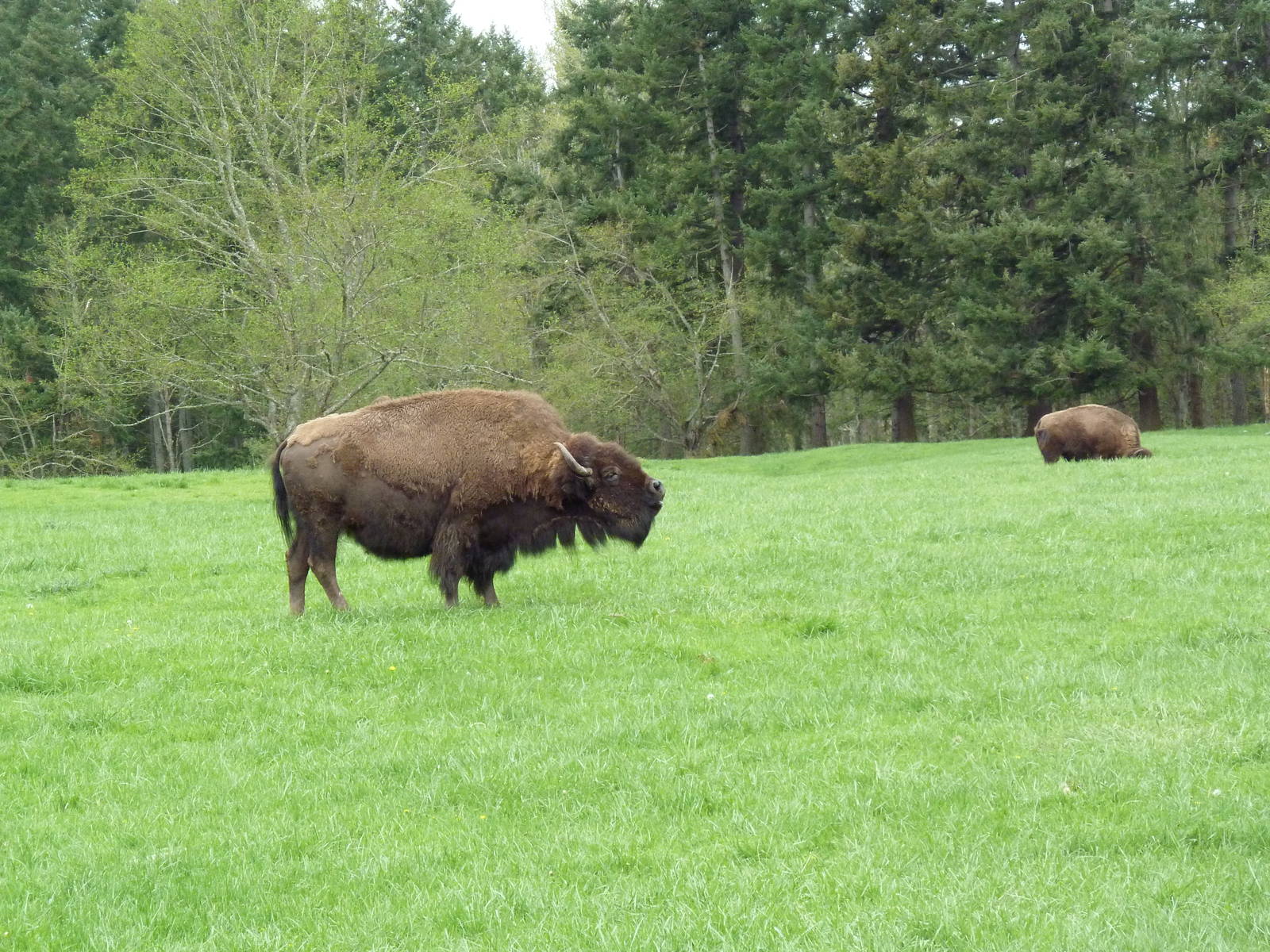 435-Acre Enclosure - Tram Tour