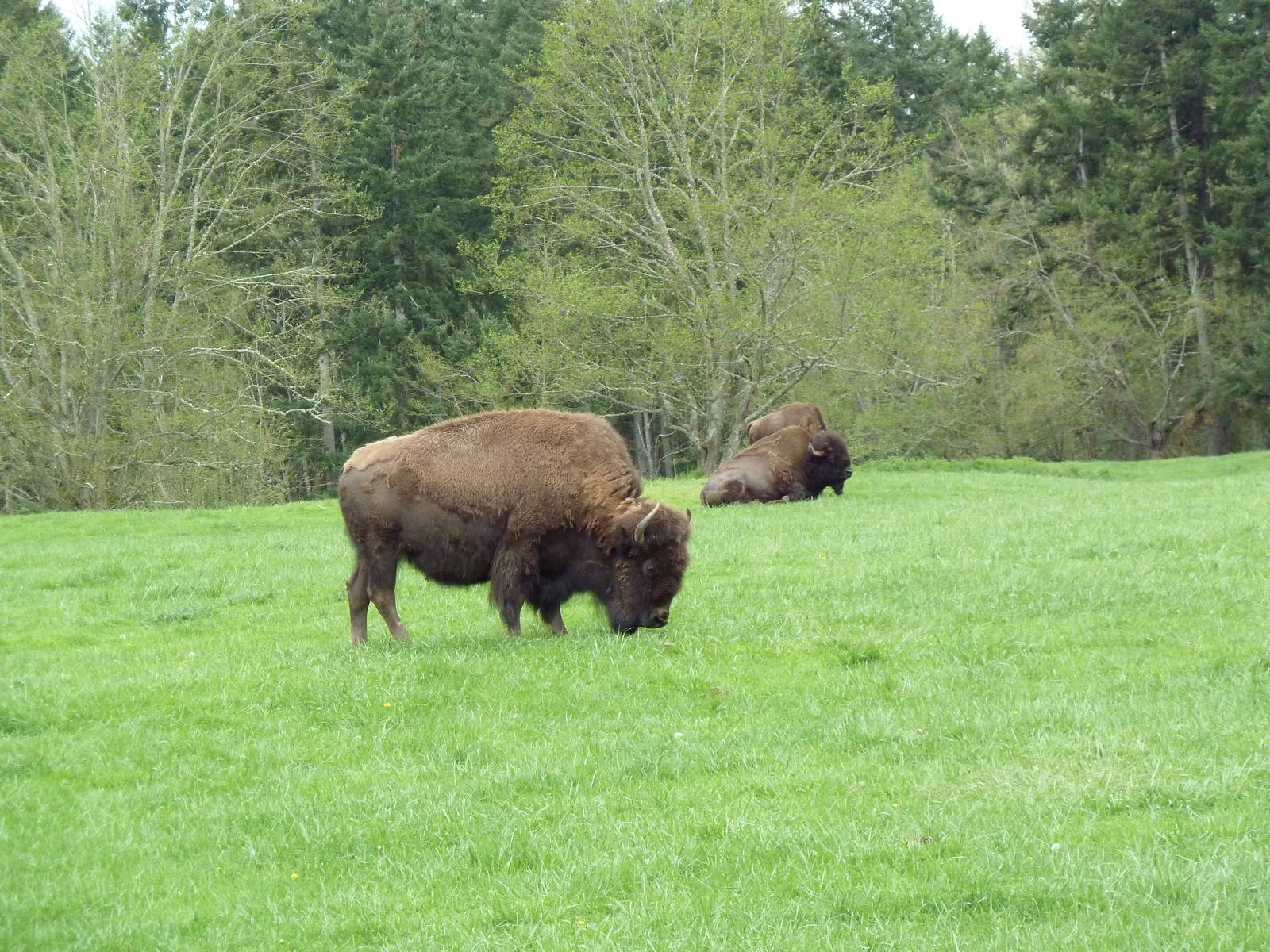 435-Acre Enclosure - Tram Tour