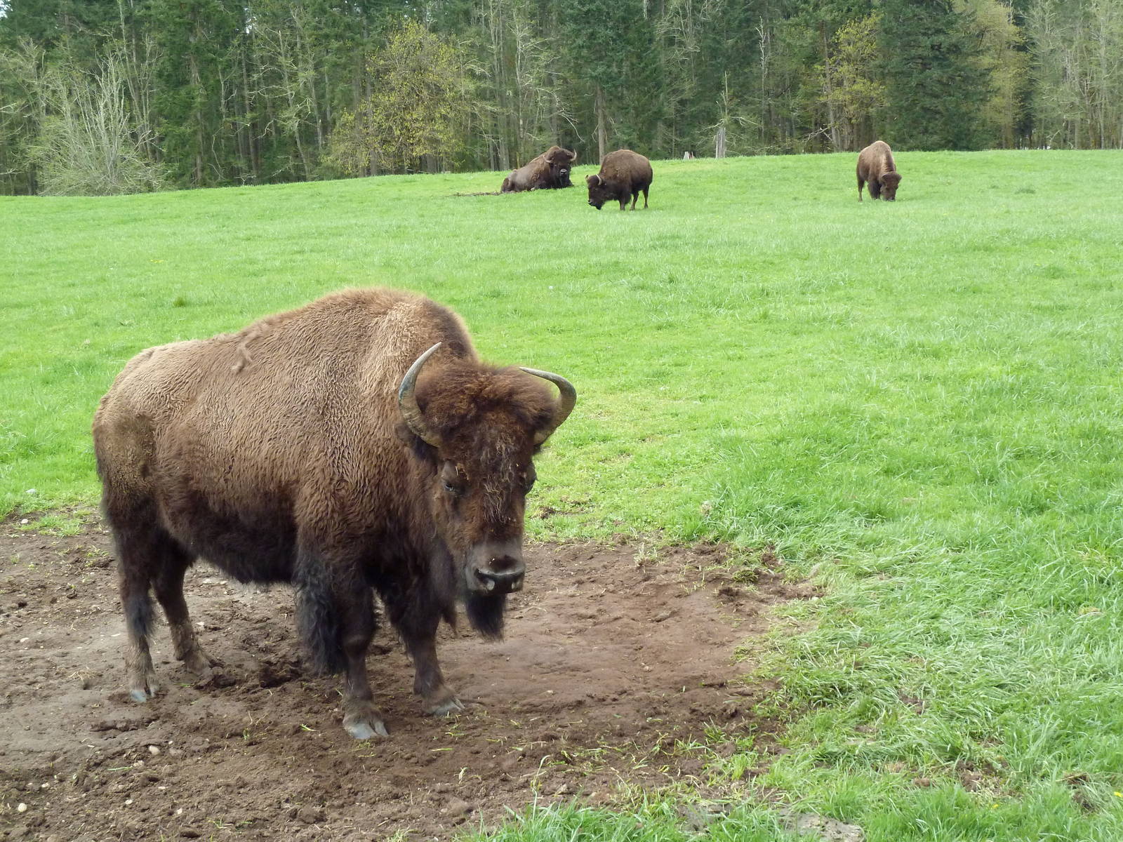 435-Acre Enclosure - Tram Tour