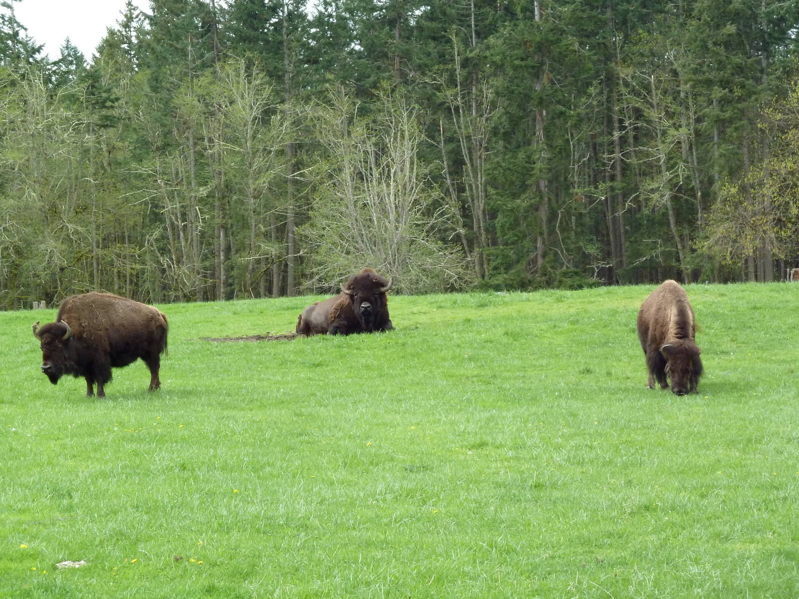 435-Acre Enclosure - Tram Tour