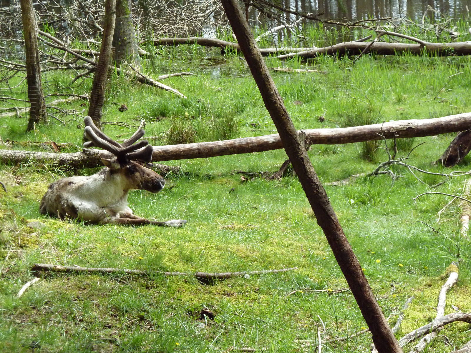 435-Acre Enclosure - Tram Tour
