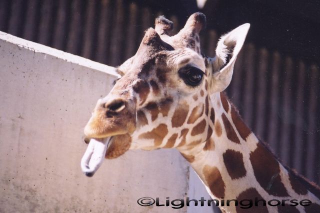 44048349 Giraffe tongue