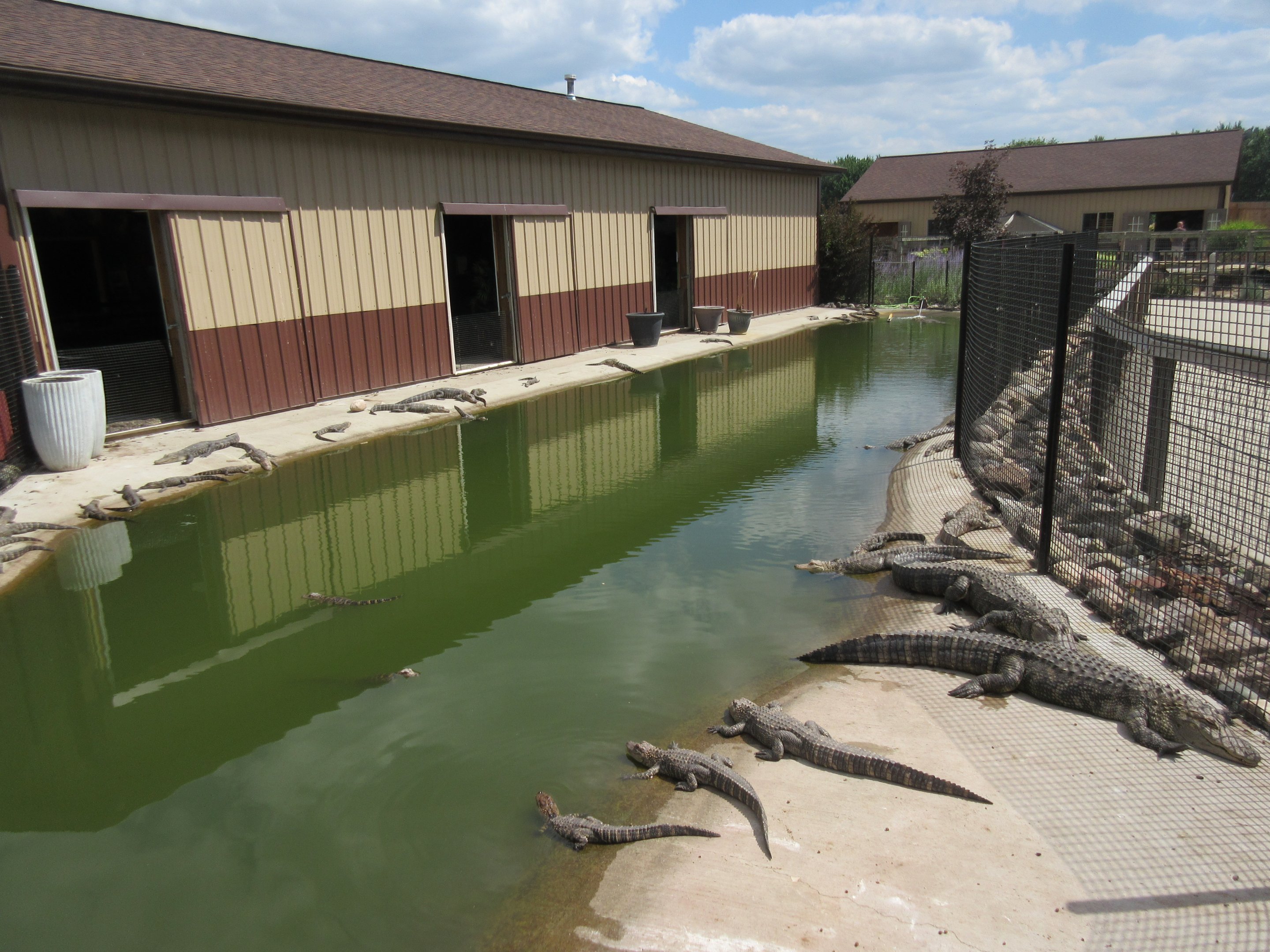 45 American Alligators!