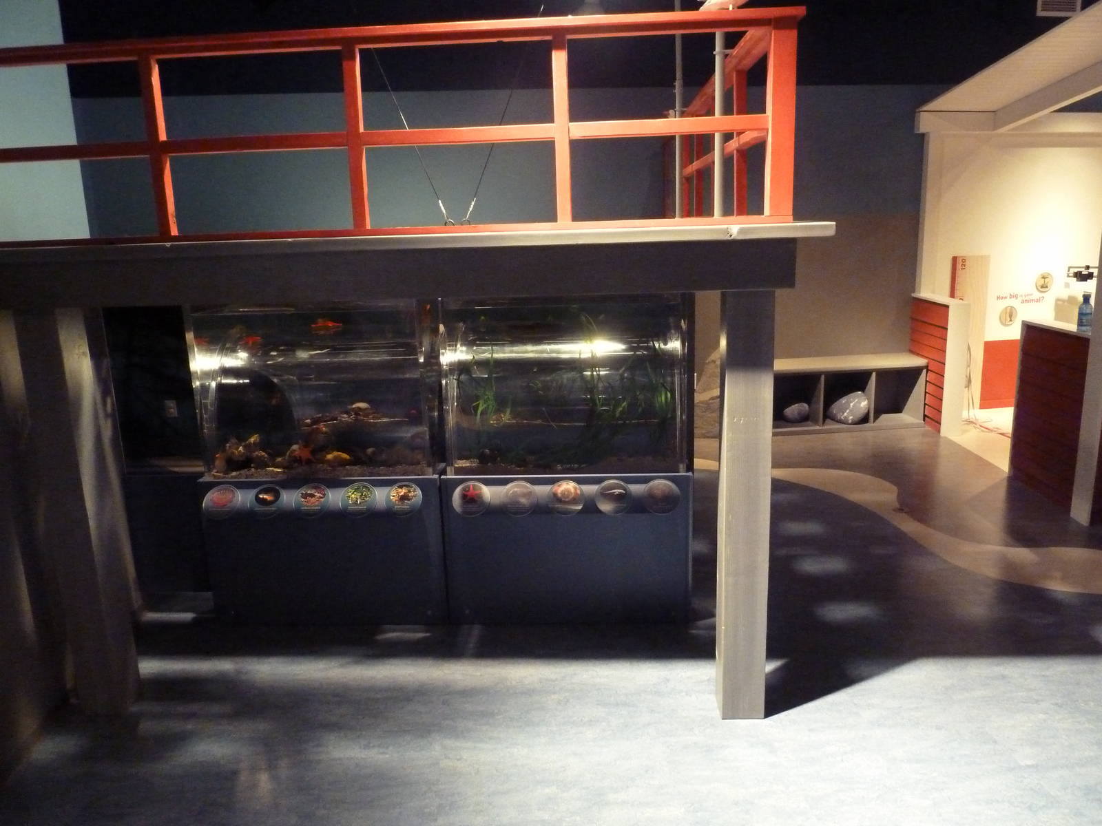 $45 Million Expansion (2014) - Clownfish Cove Kid Tunnels