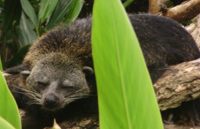49Binturong