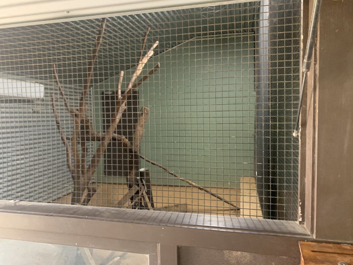 4th Koala exhibit (empty)