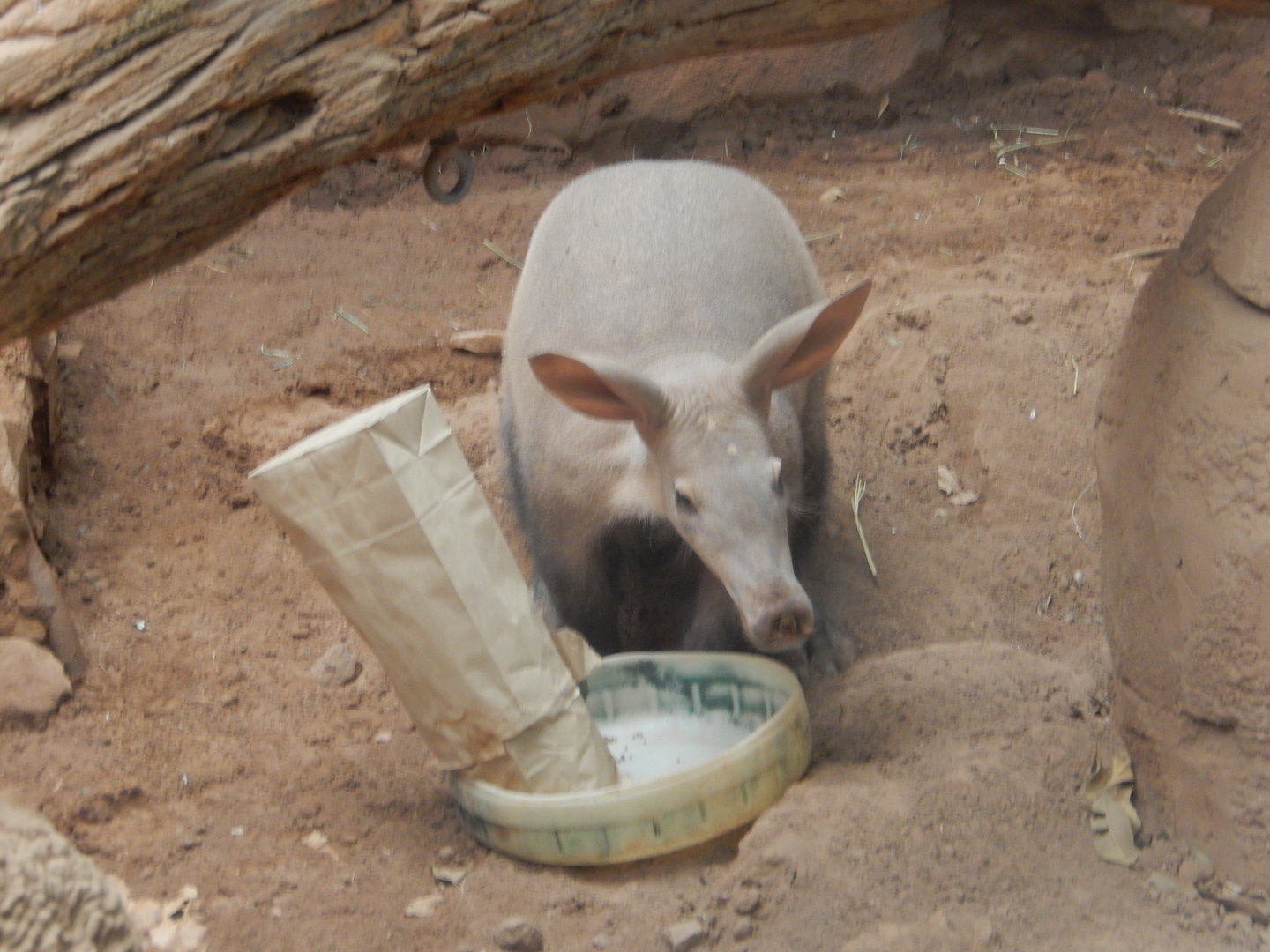 5/13/2023 - Aardvark