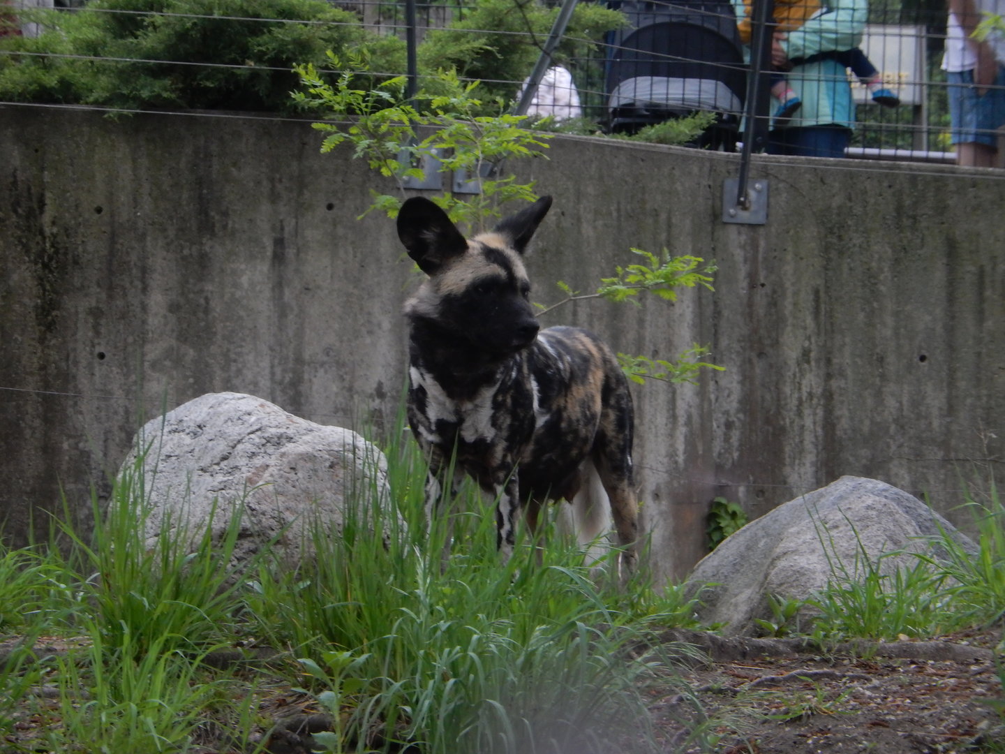 5/13/2023 - African Wild Dog