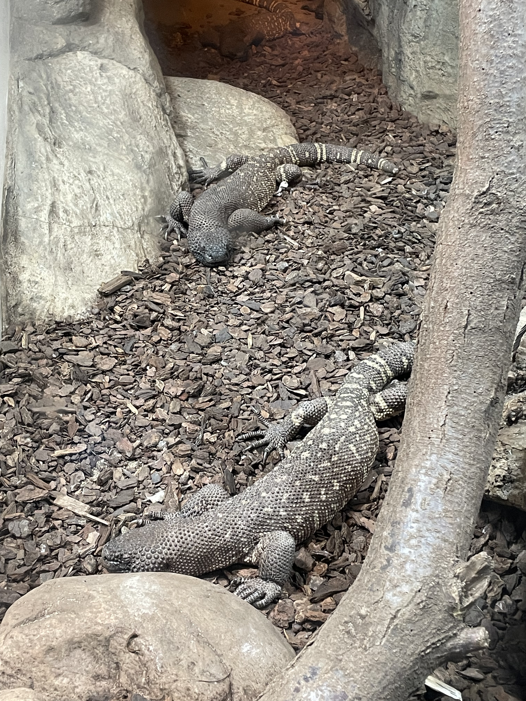 5/13/2023 - Beaded Lizards