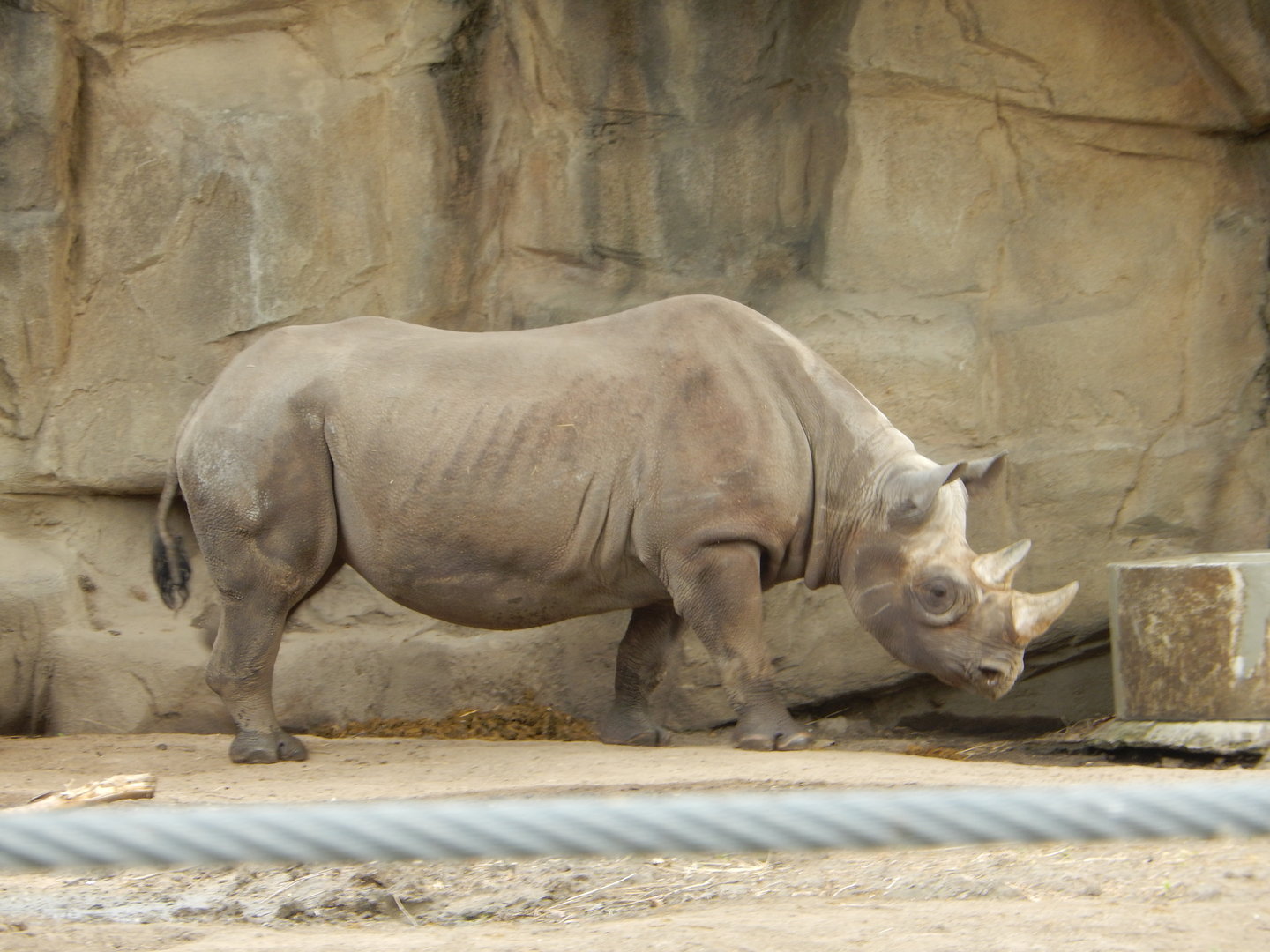 5/13/2023 - Black Rhino