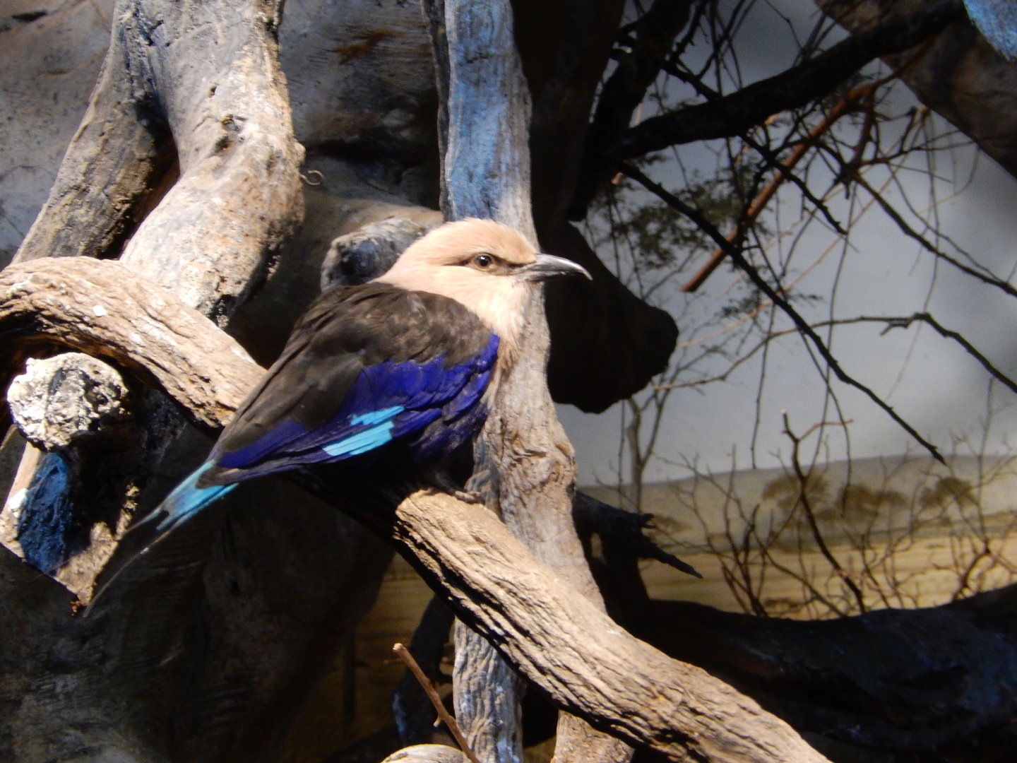 5/13/2023 - Blue-Bellied Roller