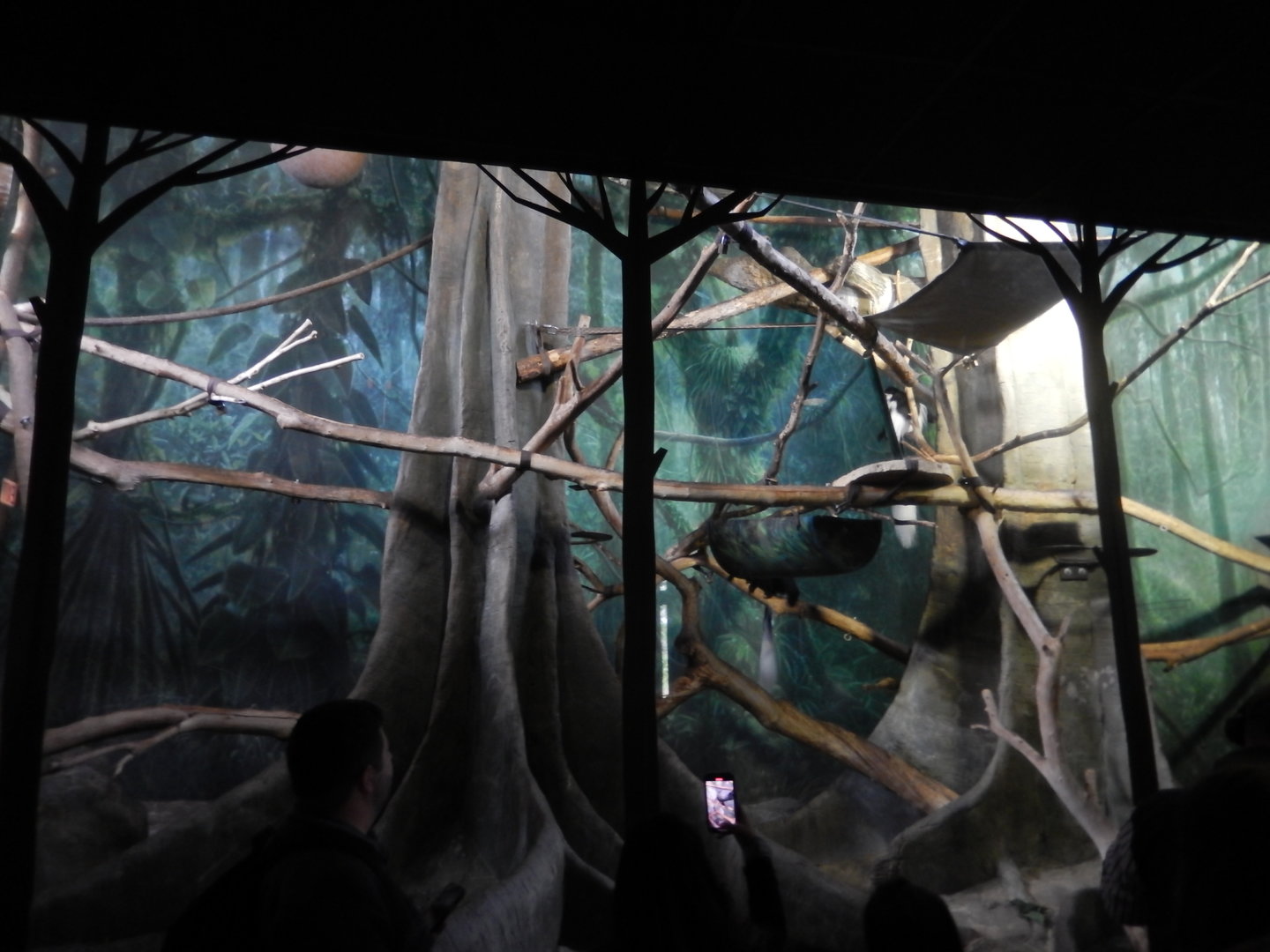 5/13/2023 - Colobus Monkey Exhibit