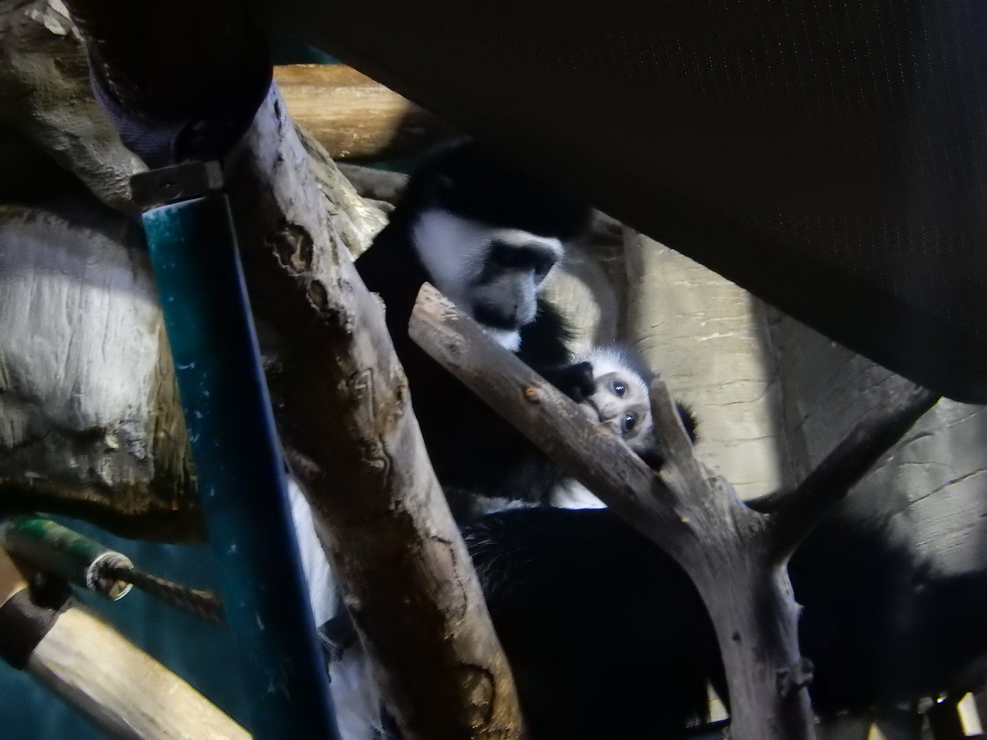 5/13/2023 - Colobus Monkey Juvenile and Parent