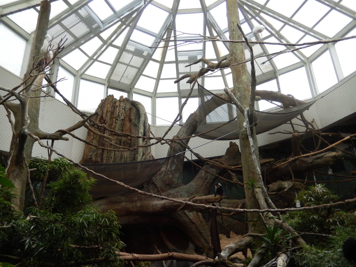 5/13/2023 - Diana Monkey Exhibit