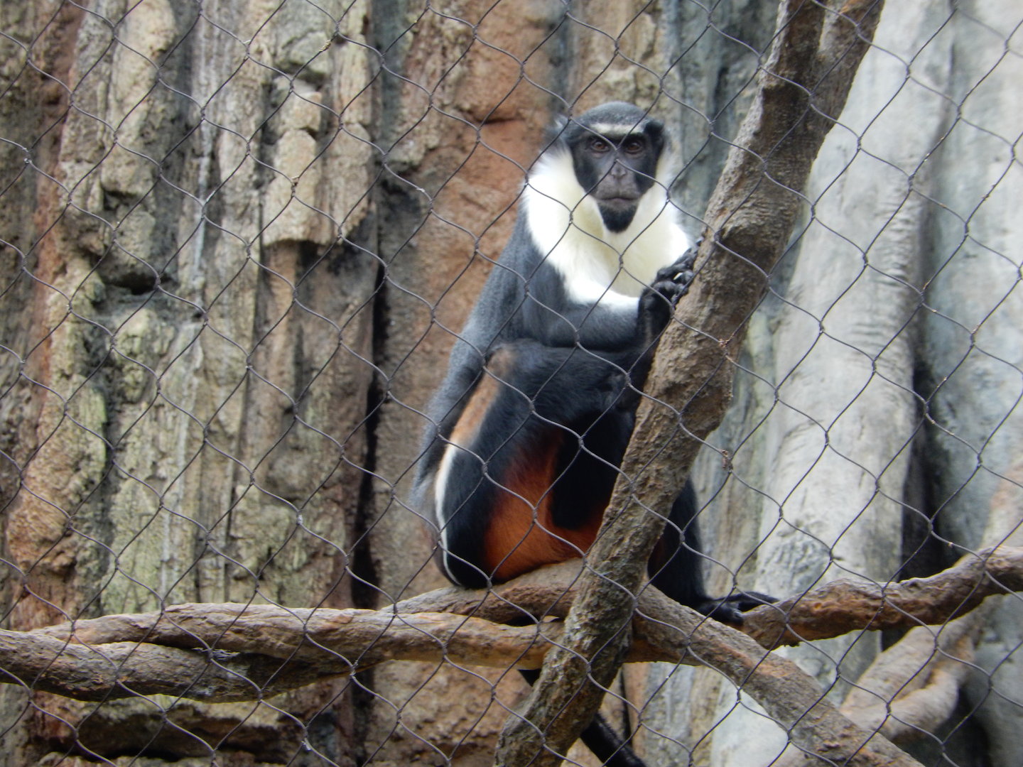5/13/2023 - Diana Monkey