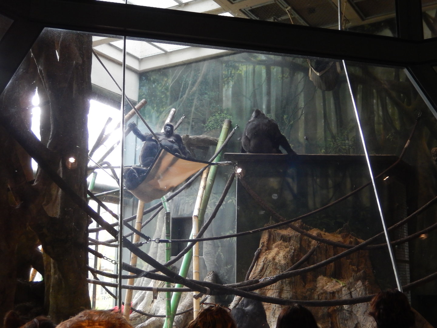 5/13/2023 - Family Gorilla Troop