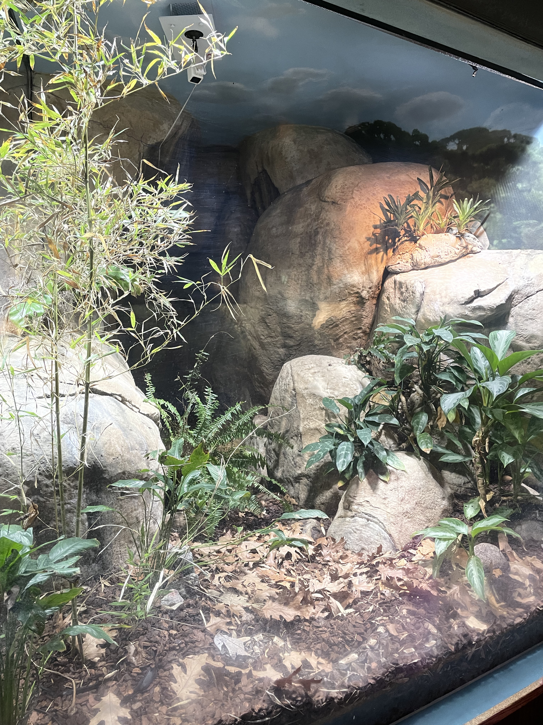 5/13/2023 - Gaboon Viper Terrarium