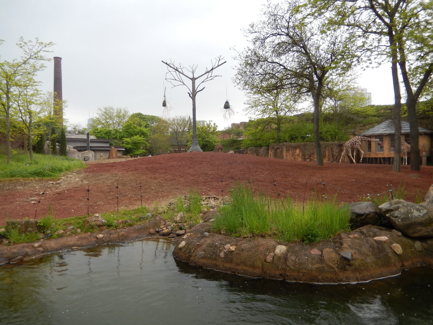 5/13/2023 - Giraffe & Plains Zebra Habitat