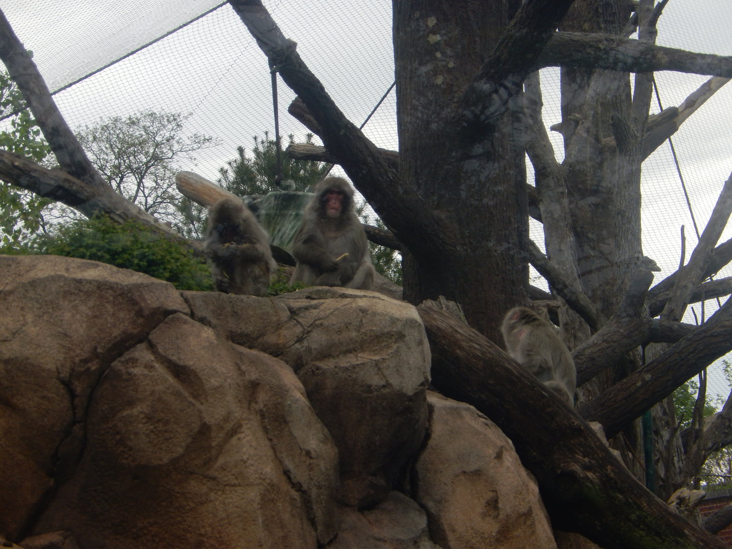 5/13/2023 - Japanese Macaque Troop
