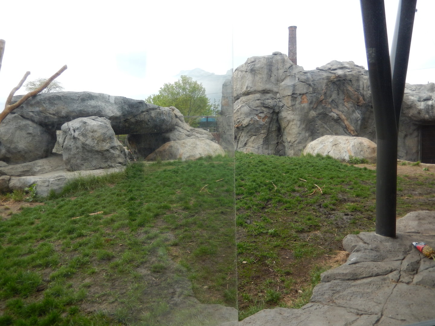 5/13/2023 - Lion Habitat