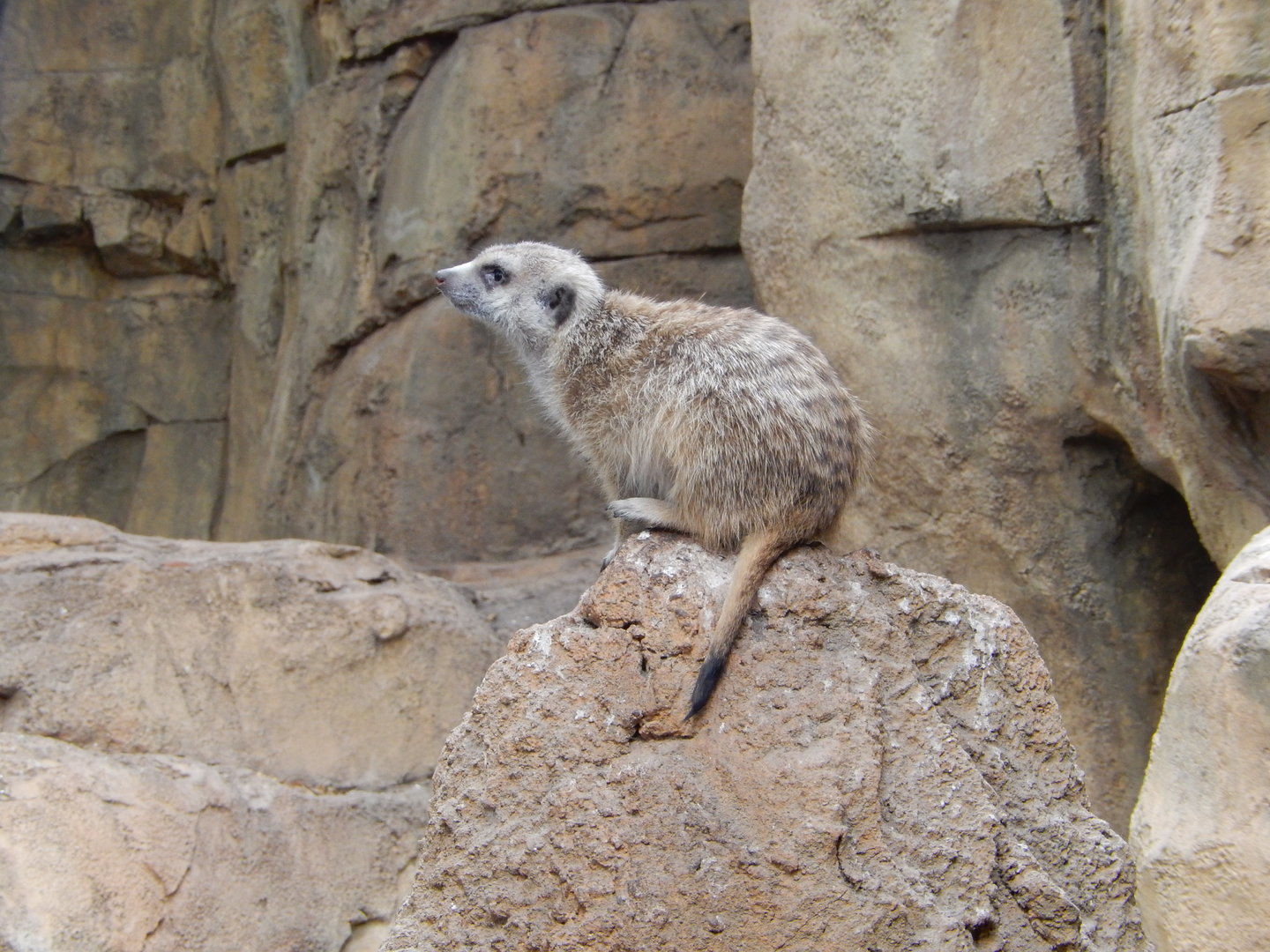 5/13/2023 - Meerkat