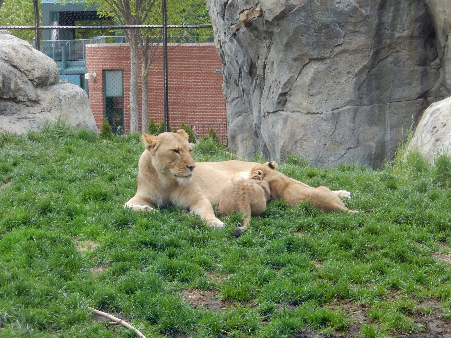 5/13/2023 - Mom and Cubs
