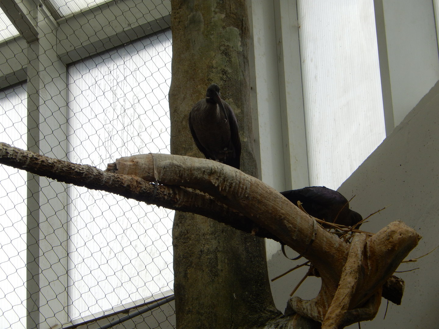 5/13/2023 - Nest Builders