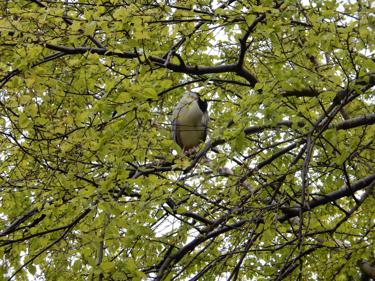 5/13/2023 - Nesting Night Heron