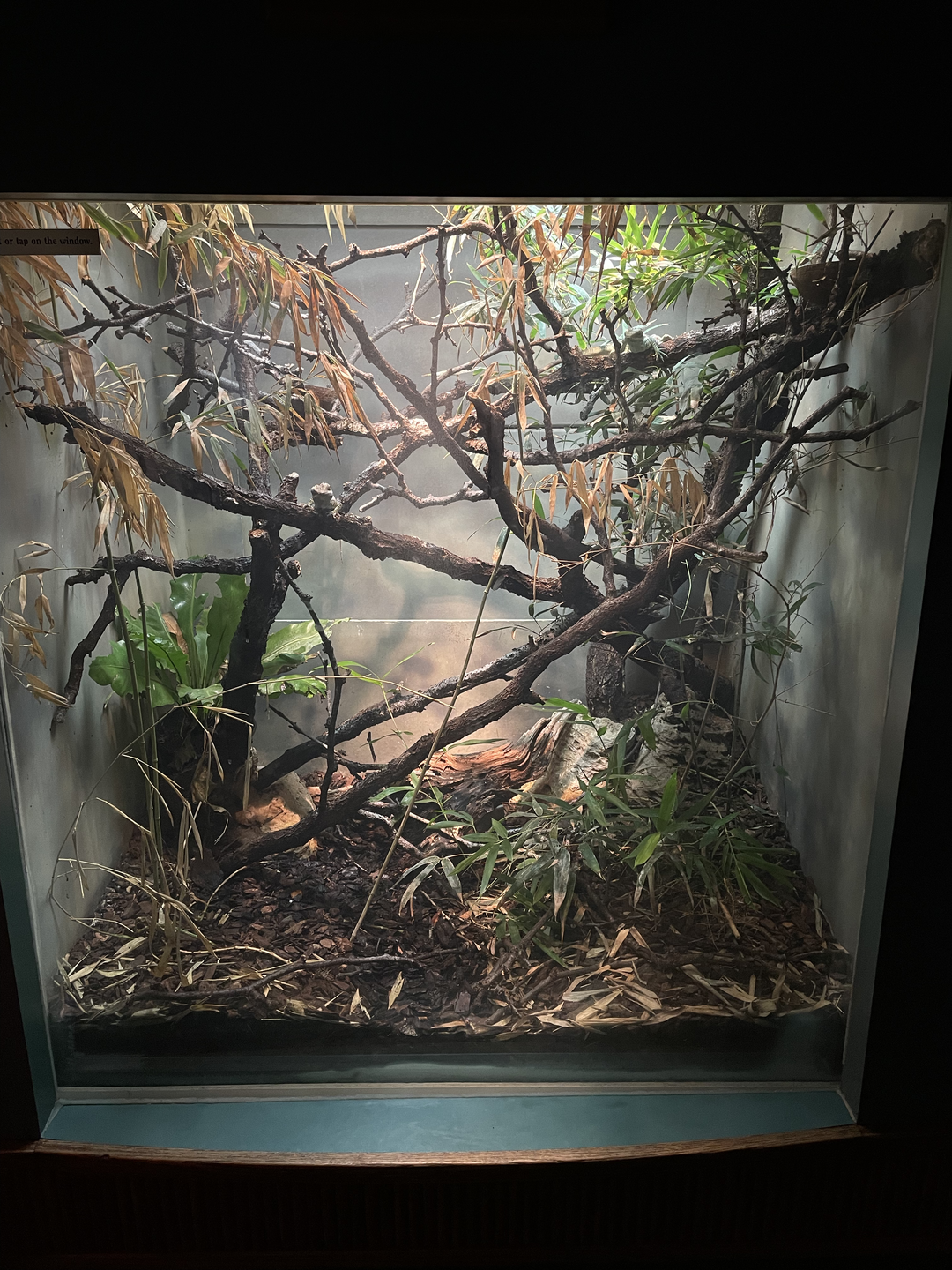 5/13/2023 - Oriente Knight Anole Terrarium