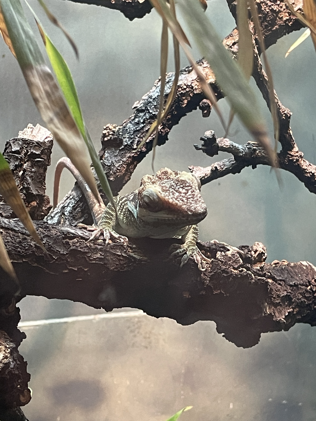 5/13/2023 - Oriente Knight Anole