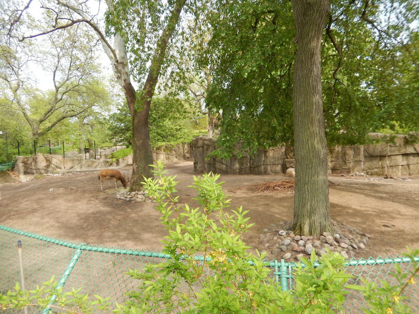 5/13/2023 - Pere David's Deer Habitat