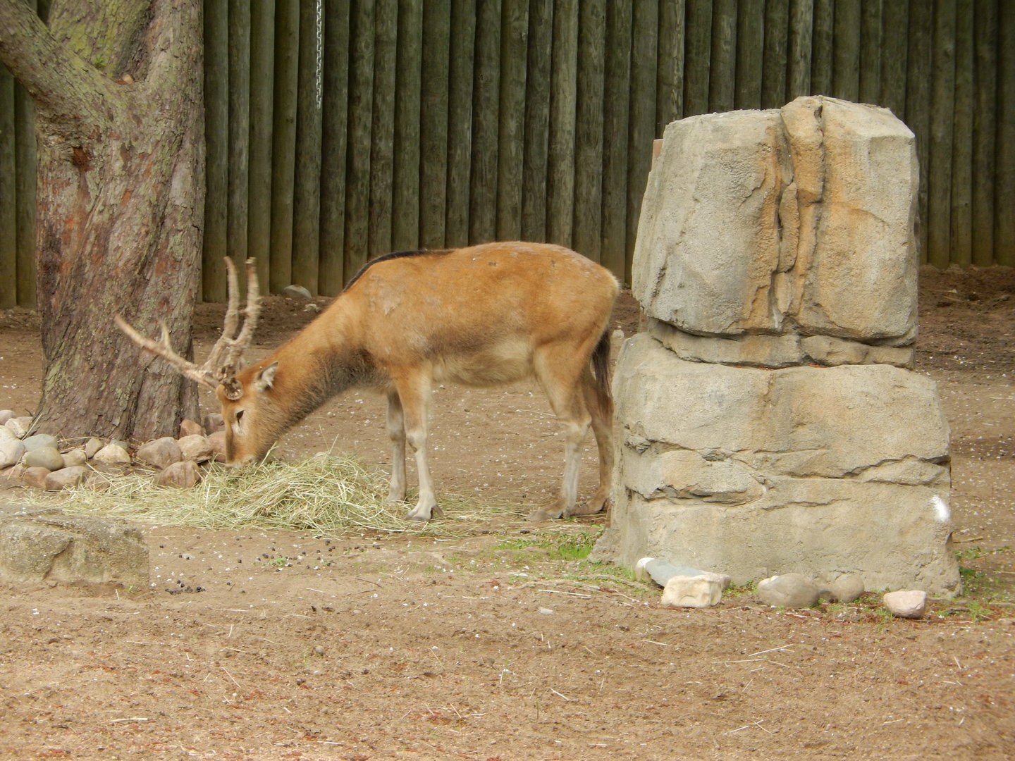 5/13/2023 - Pere David's Deer