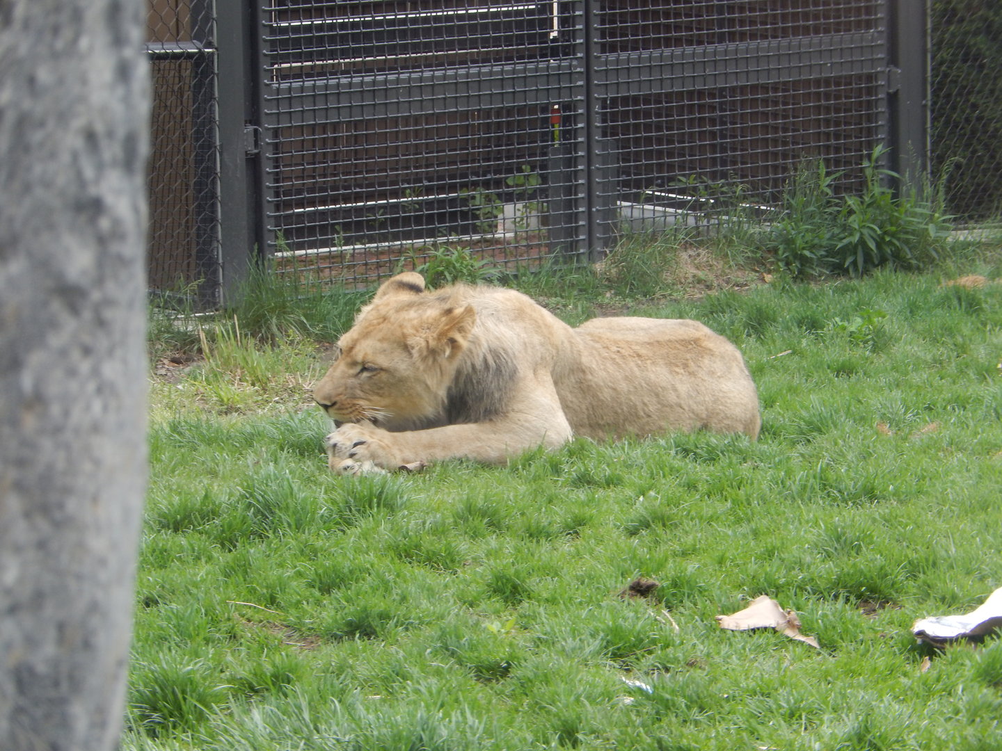 5/13/2023 - Pilipili