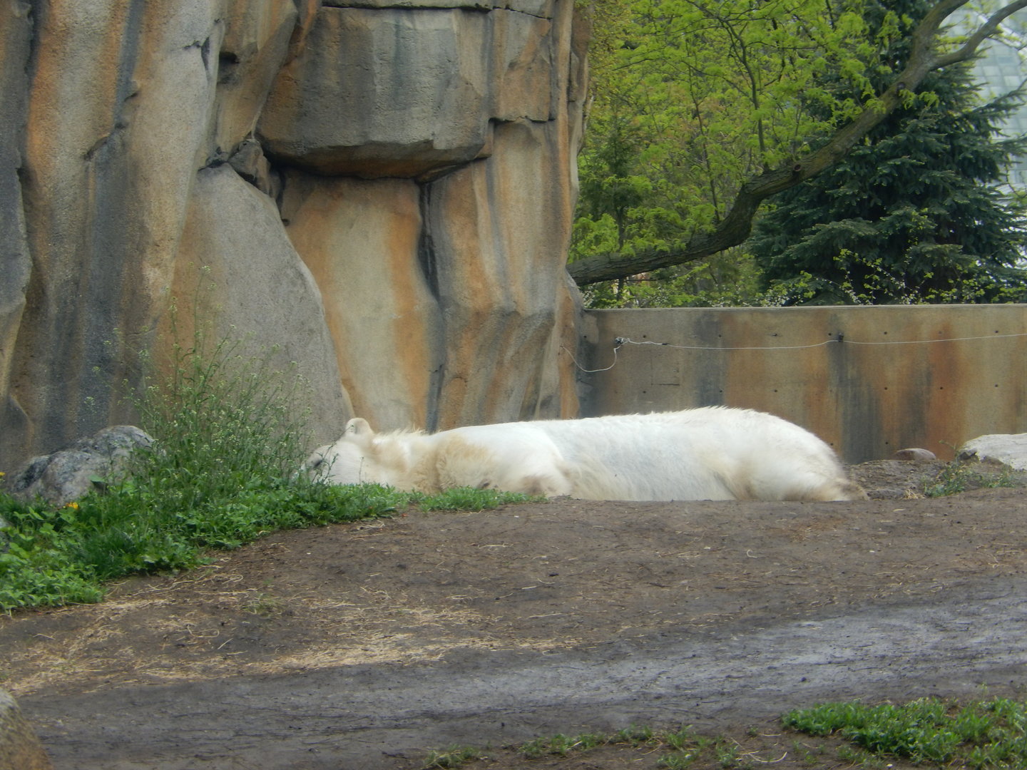 5/13/2023 - Polar Bear