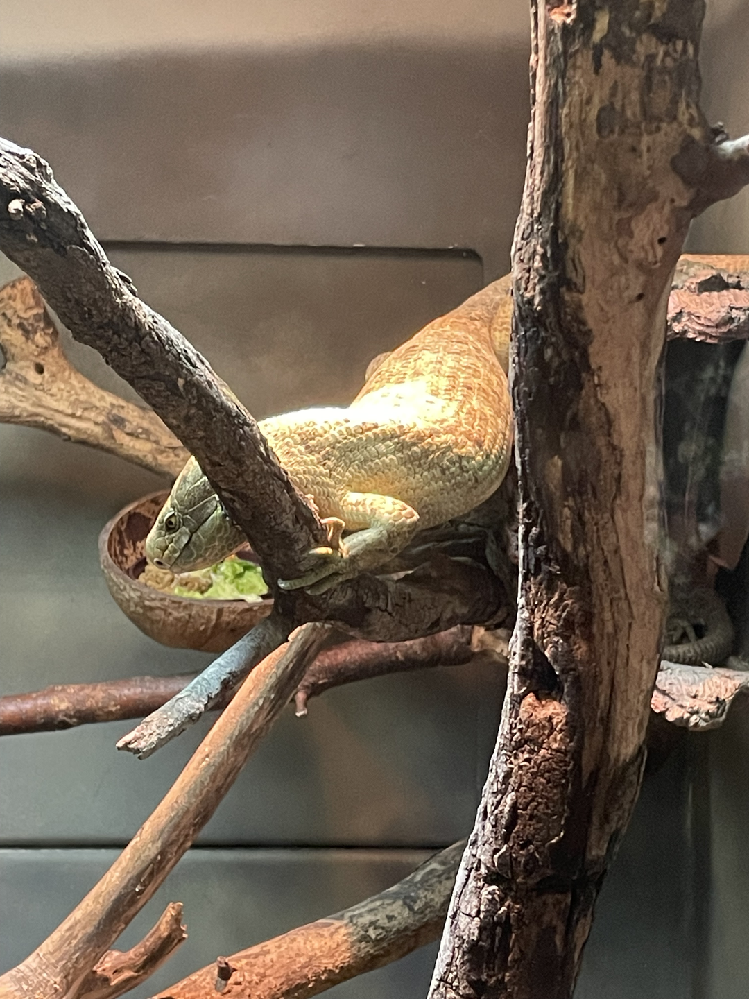 5/13/2023 - Prehensile-Tailed Skink