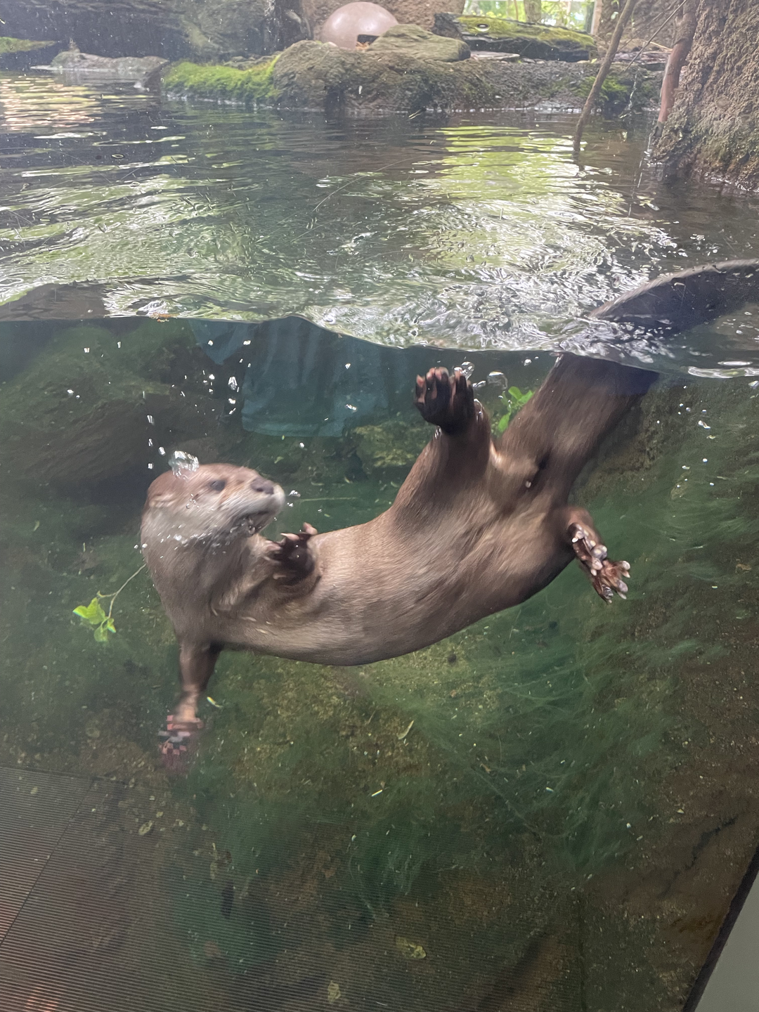 5/13/2023 - River Otter