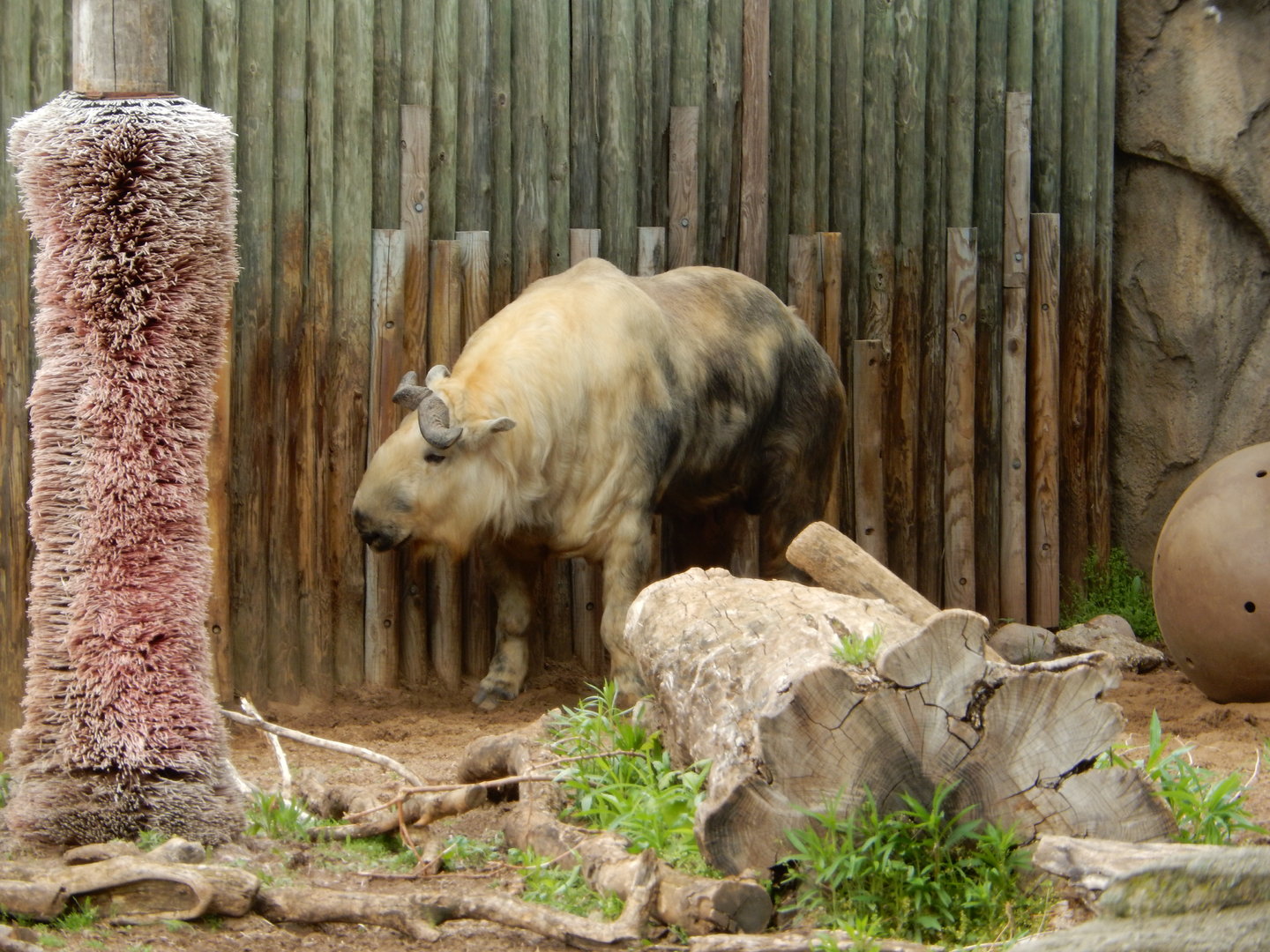 5/13/2023 - Sichuan Takin
