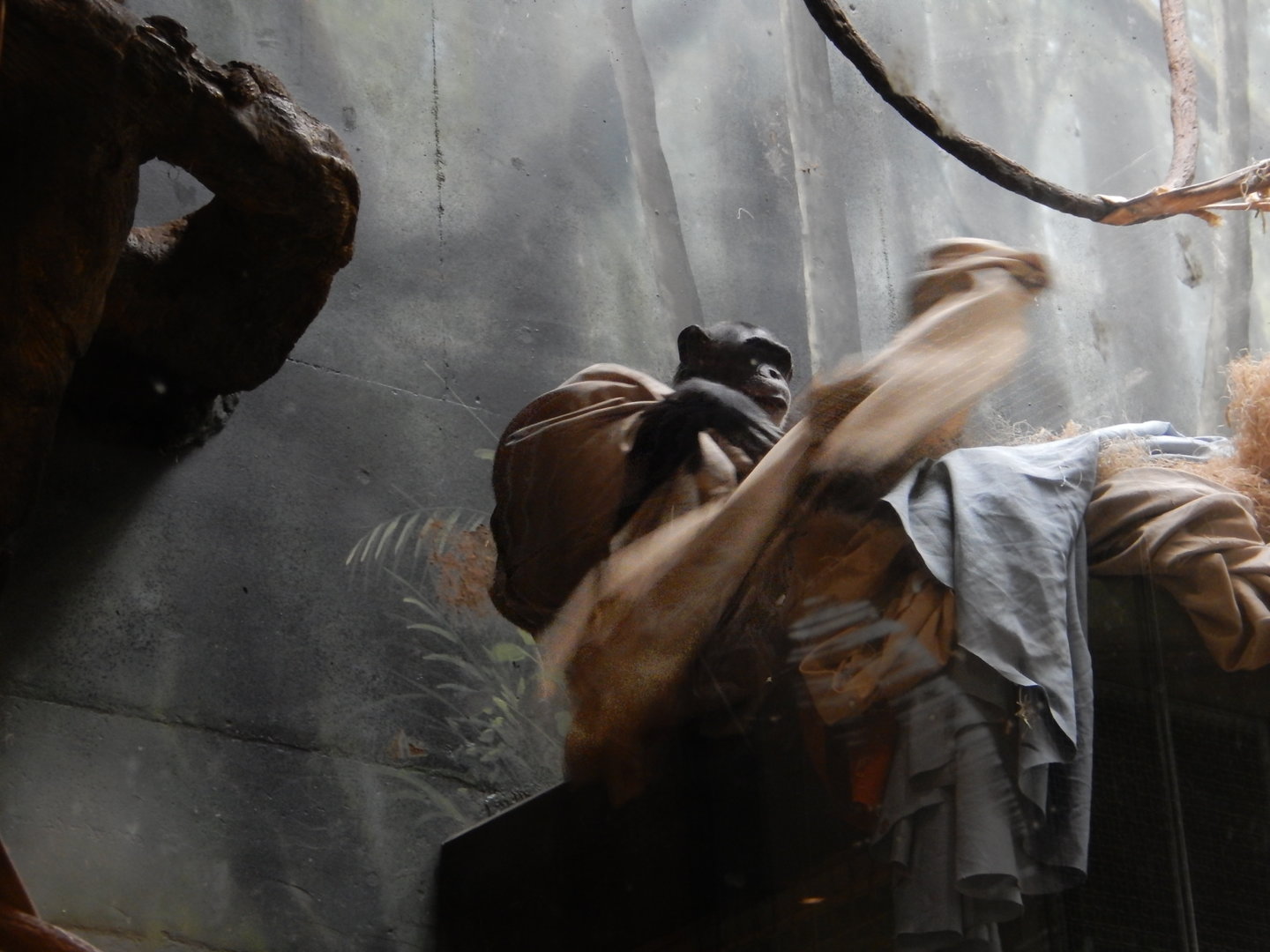 5/13/2023 - Super Chimp At Your Service!