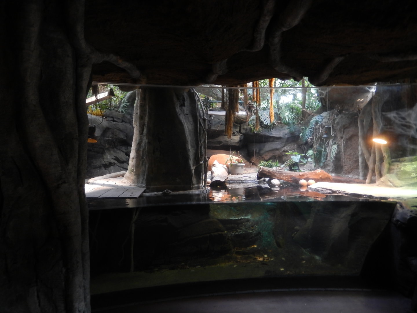 5/13/2023 - West African Dwarf Crocodile Habitat