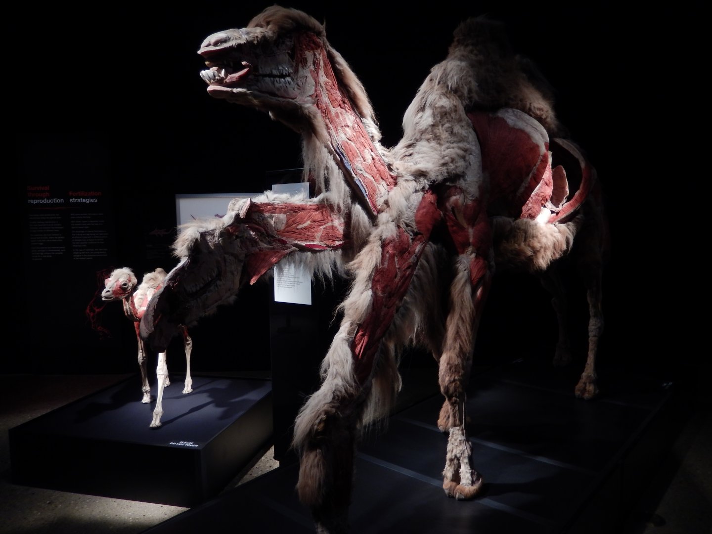 5/17/2017 - Body Worlds: Animal Inside Out - Camel Display