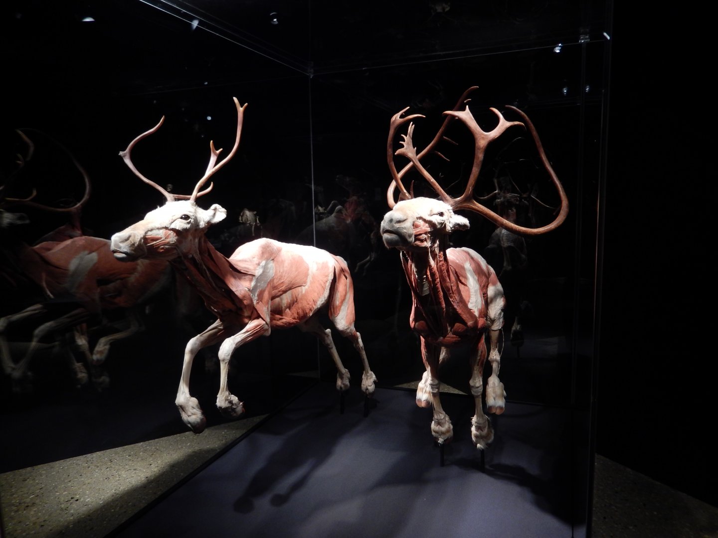 5/17/2017 - Body Worlds: Animal Inside Out - Caribou Muscle Reconstruction